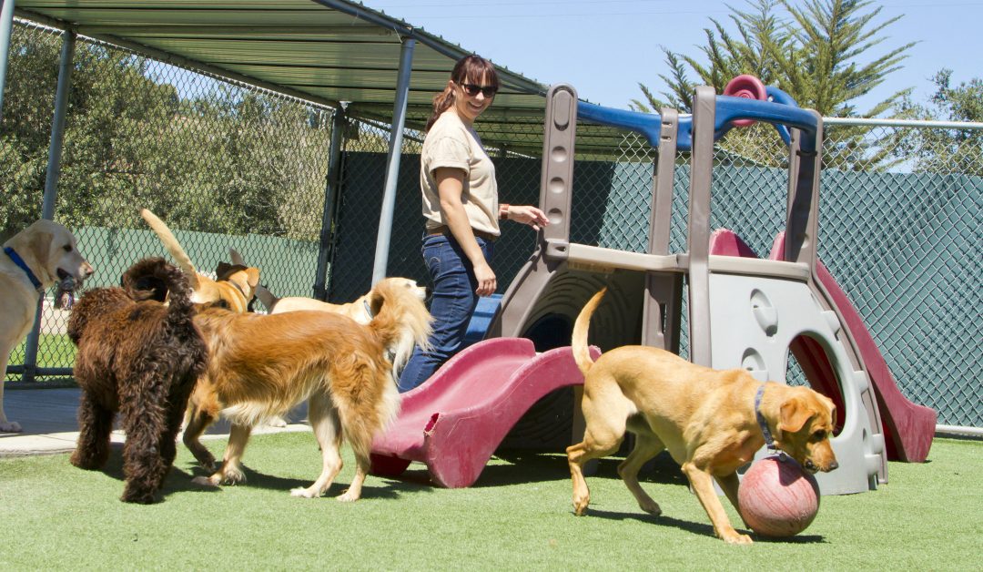 Doggy Daycare