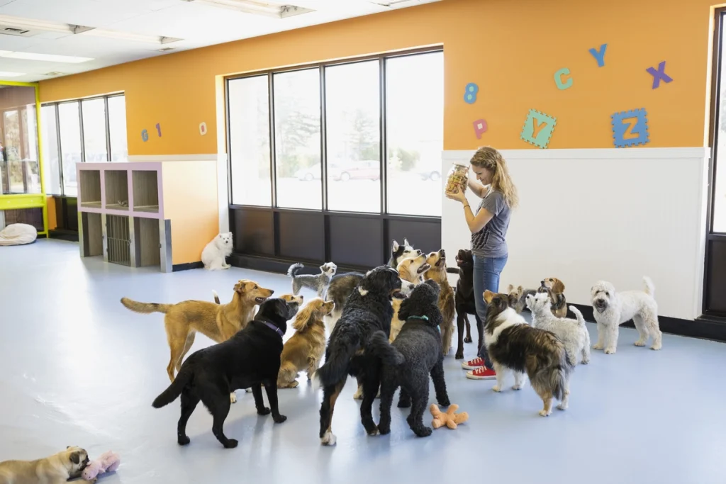 Dog Boarding
