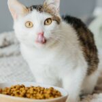 Tender Vittles