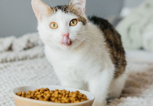 Tender Vittles